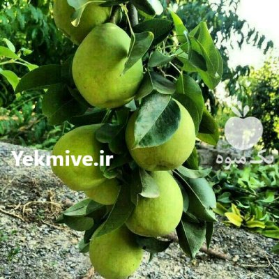 شرایط کاشت نهال رسیدگی به نهال در اصفهان در گروه خرید و فروش نهال در یکمیوه -عکس3