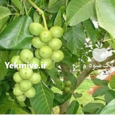 پردرآمد ترین نهال در ایران باغ در سنندج در گروه خرید و فروش نهال گردو در یکمیوه -عکس1