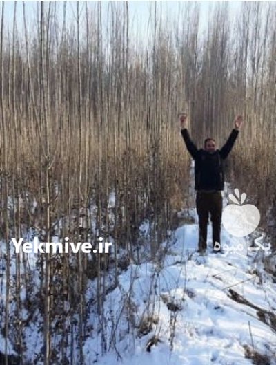 فروش نهال صنوبر اصلاح شده مهدیزاده در ورزقان در گروه خرید و فروش نهال صنوبر در یکمیوه -عکس3