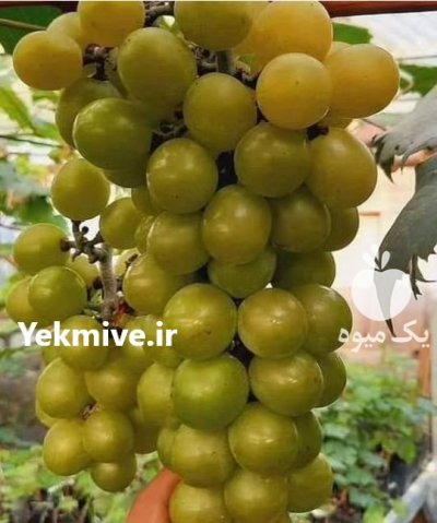 کاشت نهال انگور در کوهستان در سیمینه در گروه خرید و فروش نهال انگور در یکمیوه -عکس3