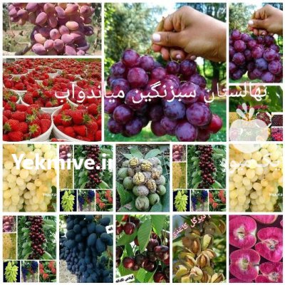 کاشت نهال انگور در کوهستان در سیمینه در گروه خرید و فروش نهال انگور در یکمیوه -عکس4