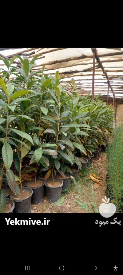 نهال ازگیل گلابی کانادایی فصل در اصفهان در گروه خرید و فروش نهال در یکمیوه -عکس2