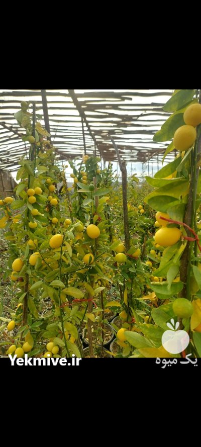 نهال لیمو 4 فصل پرمیوه در اصفهان در گروه خرید و فروش نهال در یکمیوه -عکس1
