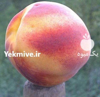 نهال زردآلو پرتغالی زردآلو عسگرآبادی در شهریار در تهران در گروه خرید و فروش نهال در یکمیوه -عکس3