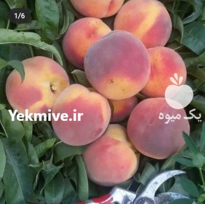 نهال زردآلو پرتغالی زردآلو عسگرآبادی در شهریار در تهران در گروه خرید و فروش نهال در یکمیوه -عکس4