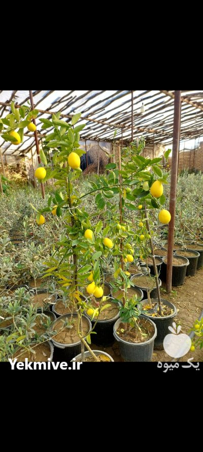 نهال لیمولایم یالایم کوات ترش میوه در گروه خرید و فروش نهال در یکمیوه -عکس1