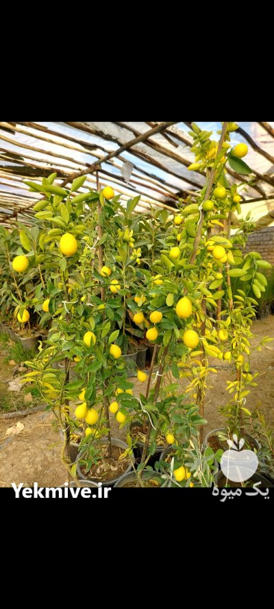 نهال لیمولایم یالایم کوات ترش میوه در گروه خرید و فروش نهال در یکمیوه -عکس2
