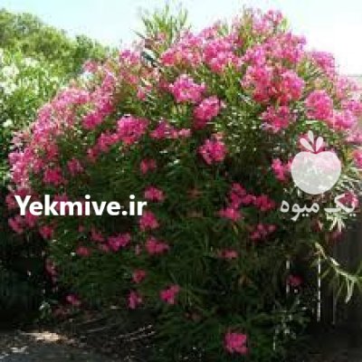 نهال خرزهره در 4 رنگ در اصفهان در گروه خرید و فروش نهال در یکمیوه -عکس1