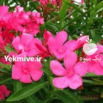 نهال خرزهره در 4 رنگ در اصفهان در گروه خرید و فروش نهال در یکمیوه -عکس4