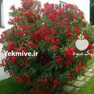 نهال خرزهره در 4 رنگ در اصفهان در گروه خرید و فروش نهال در یکمیوه -عکس2