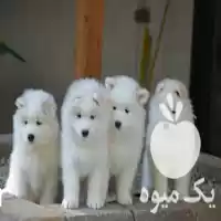 قیمت خرید توله ساموید قیمت خرید ساموید در تبریز در گروه سگ و گربه در یکمیوه