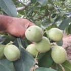 پیشنهاد برای کاشت نهال گردو ژنوتیپ