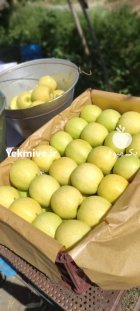 سیب سفید و قرمز منطقه جابان در دماوند