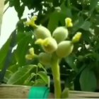 بهره برداری از کاشت نهال گردو در سراب در گروه خرید و فروش نهال گردو در یکمیوه