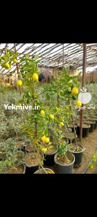 نهال لیمولایم یالایم کوات ترش میوه