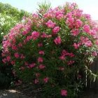 نهال خرزهره در 4 رنگ در اصفهان