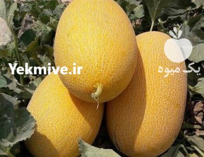 بذر خربزه آناناسی احلام در اهواز در گروه خرید و فروش بذر خربزه در یکمیوه -عکس2