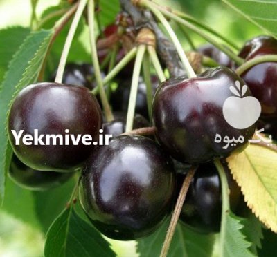 راهنمای کاشت گیلاس در کرج در البرز در گروه خرید و فروش نهال میوه در یکمیوه -عکس3