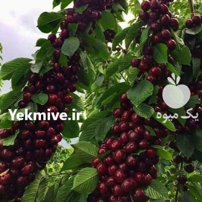 راهنمای کاشت گیلاس در کرج در البرز در گروه خرید و فروش نهال میوه در یکمیوه -عکس4