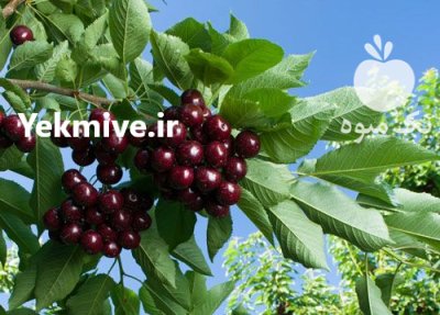 راهنمای کاشت نهال در آباده در گروه خرید و فروش نهال میوه در یکمیوه -عکس1