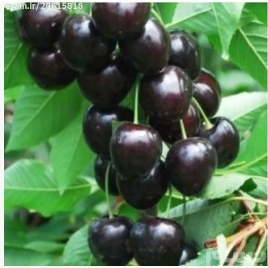 راهنمای کاشت نهال در آباده در گروه خرید و فروش نهال میوه در یکمیوه -عکس2