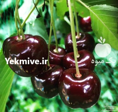 راهنمای کاشت نهال در آباده در گروه خرید و فروش نهال میوه در یکمیوه -عکس3