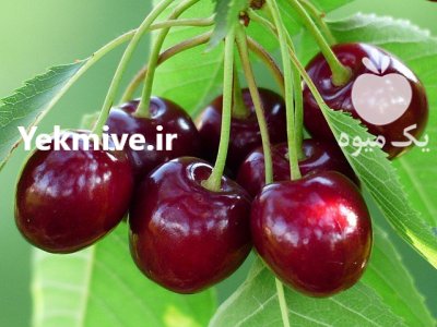 راهنمای کاشت نهال در آباده در گروه خرید و فروش نهال میوه در یکمیوه -عکس4