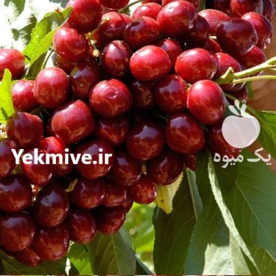 کاشت نهال گلابی گیلاس آلبالو مهدیزاده در جهرم در گروه خرید و فروش نهال گلابی در یکمیوه -عکس1