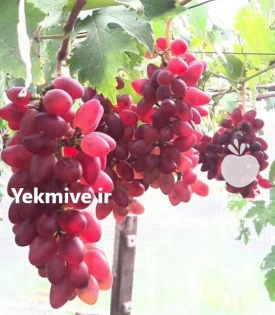 کاشت نهال گلابی گیلاس آلبالو مهدیزاده در جهرم در گروه خرید و فروش نهال گلابی در یکمیوه -عکس2