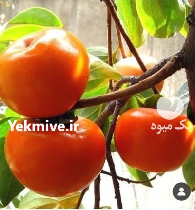 احداث باغ از صفر تا صد در بوئین و میاندشت در گروه خرید و فروش نهالستان در یکمیوه -عکس3