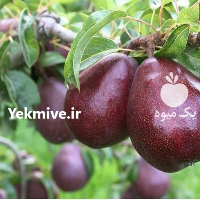 احداث باغ از صفر تا صد در بوئین و میاندشت در گروه خرید و فروش نهالستان در یکمیوه -عکس4