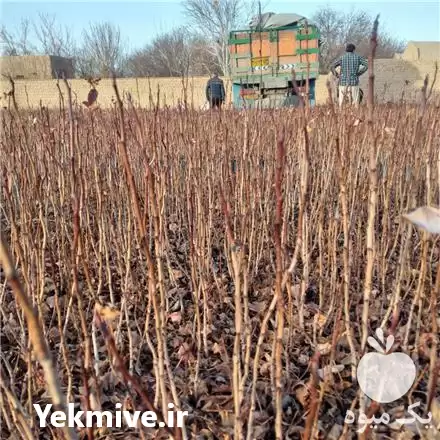 فروش نهال پسته در قزوین در گروه خرید و فروش نهال پسته در یکمیوه -عکس1