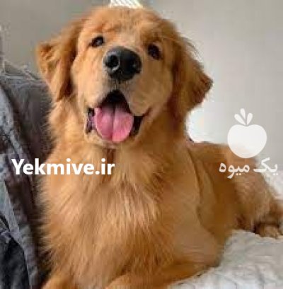 فروش سگ گلدن رتویر با اصالت در کرج در گروه سگ و گربه در یکمیوه -عکس2