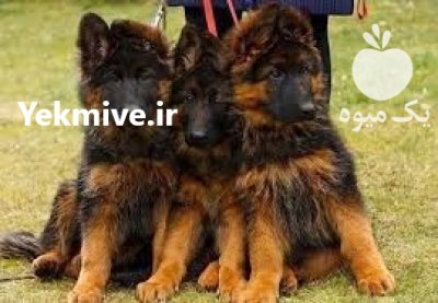 فروش توله سگ ژرمن شپرد فروش در قزوین در گروه سگ و گربه در یکمیوه -عکس2