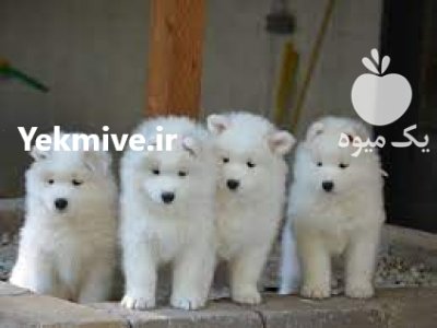 فروش توله سگ ساموید نر و ماده در بابلسر در گروه سگ و گربه در یکمیوه -عکس1