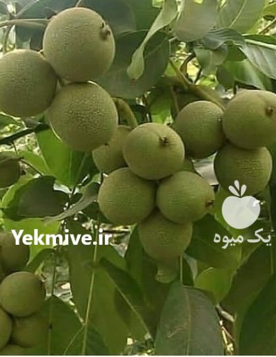 قیمت نهال گردوژنوتیپ برترمهدیزا ده درکردستان در بوکان در گروه خرید و فروش نهال گردو در یکمیوه -عکس1