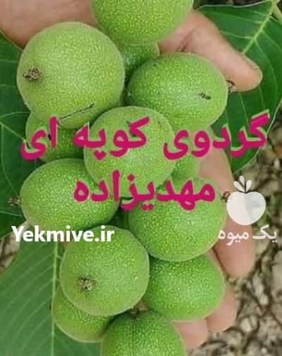 قیمت نهال گردوژنوتیپ برترمهدیزا ده درکردستان در بوکان در گروه خرید و فروش نهال گردو در یکمیوه -عکس2