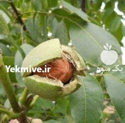 قیمت نهال گردوژنوتیپ برترمهدیزا ده درکردستان در بوکان در گروه خرید و فروش نهال گردو در یکمیوه -عکس3
