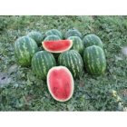 بذر هندوانه دومارا نانهمز در اهواز در گروه خرید و فروش بذر هندوانه در یکمیوه