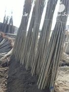 صنوبر کبوده سفید ترکیه تبریزی مهدیزاده در گروه خرید و فروش نهالستان در یکمیوه