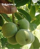 نهال گردو کاغذی درشت دیرگل پربار مهدیزاده در صوفیان در گروه خرید و فروش نهال گردو در یکمیوه