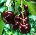 راهنمای کاشت نهال گیلاس درشیراز در گروه خرید و فروش نهال میوه در یکمیوه