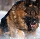 فروش توله سگ ژرمن شپرد فروش در قزوین در گروه سگ و گربه در یکمیوه