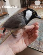 آگهی مشابه فروش بلبل خرمای نر در تهران در گروه خرید و فروش انواع پرنده در یکمیوه