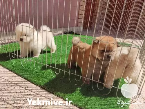 قیمت خرید سگ سامویید سفید در کرج در گروه سگ و گربه در یکمیوه -عکس1