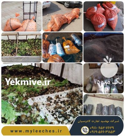 خاک حلزون از کجا بخریم در گروه انواع محصولات شیلات در یکمیوه -عکس1