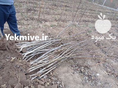 نهال بادام نهال رامسکا در گروه خرید و فروش نهال در یکمیوه -عکس2