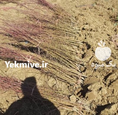 نهال بادام نهال رامسکا در گروه خرید و فروش نهال در یکمیوه -عکس3