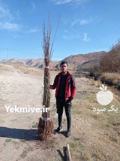 نهال بادام نهال رامسکا در گروه خرید و فروش نهال در یکمیوه -عکس4