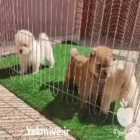 قیمت خرید سگ سامویید سفید در کرج در گروه سگ و گربه در یکمیوه